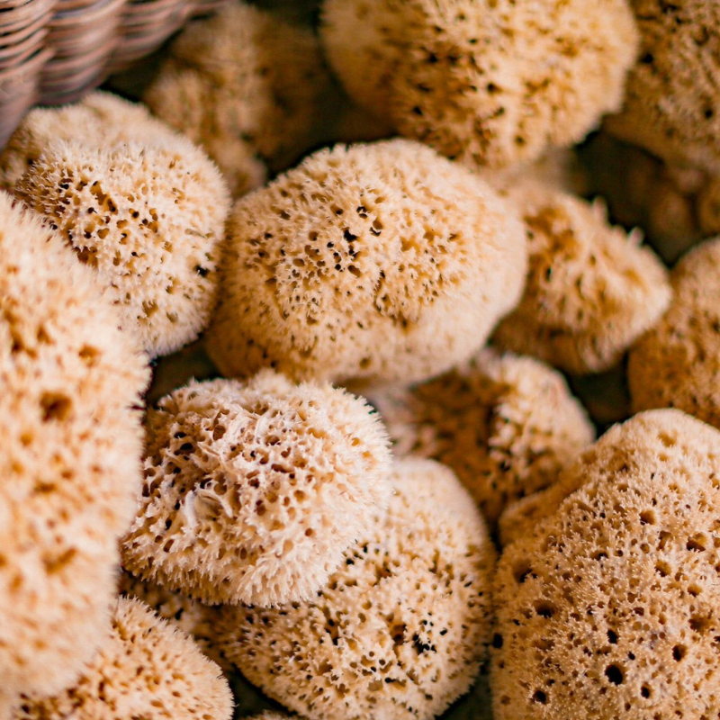 Esponja Natural Clássica 15cm – Ideal para Cuidados Diários