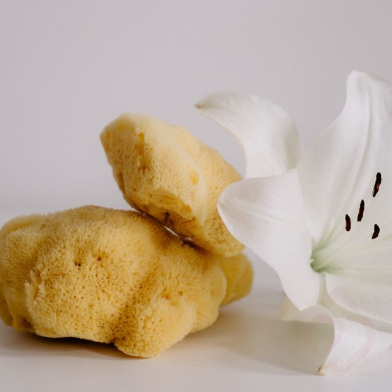 Esponja Natural de Seda – Caixa Presente para Oferecer